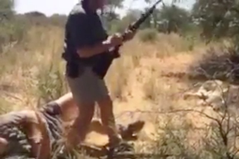 Tak polscy myśliwi polowali na lwa. W tle słychać "ja pierd…"