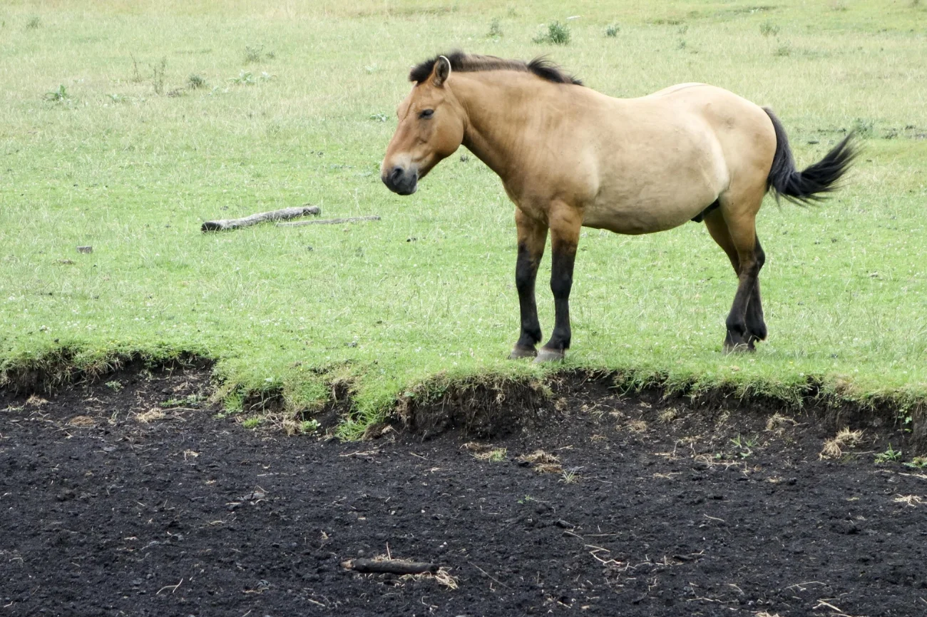 Koń Przewalskiego stojący na trawie 