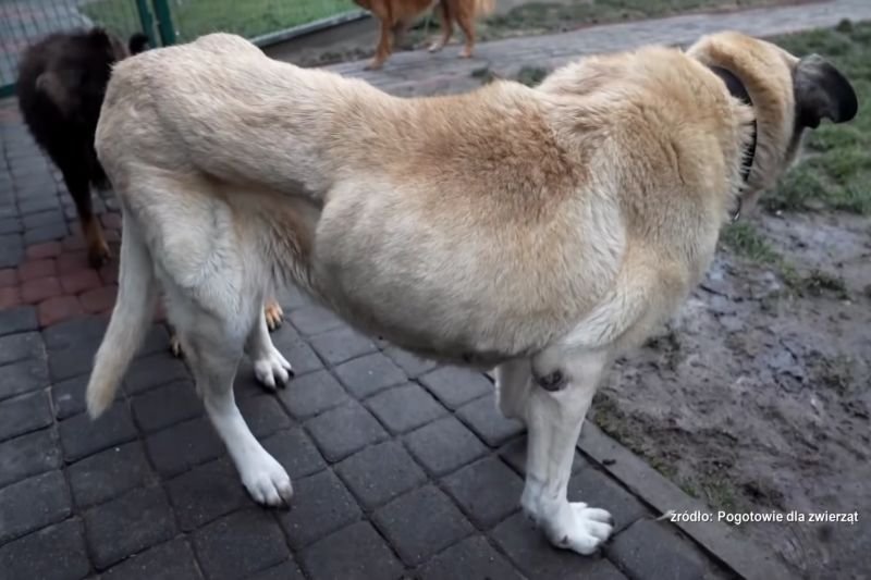 Wychudzony pies ze schroniska w Wojtyszkach