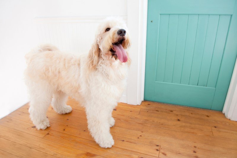 Lagotto romagnolo - jedna z ras psów podobnych do labradoodle