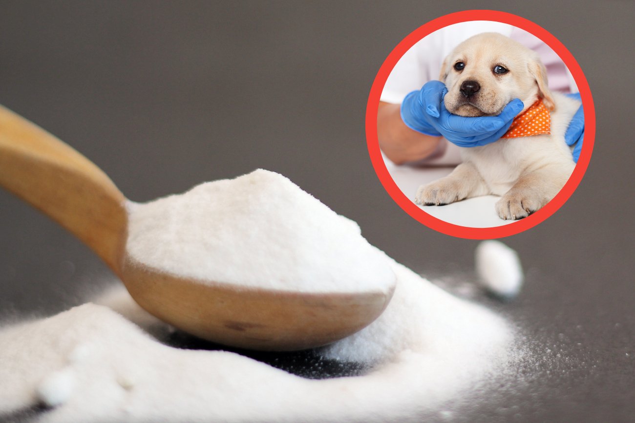 Odrobina tej substancji może zabić psa