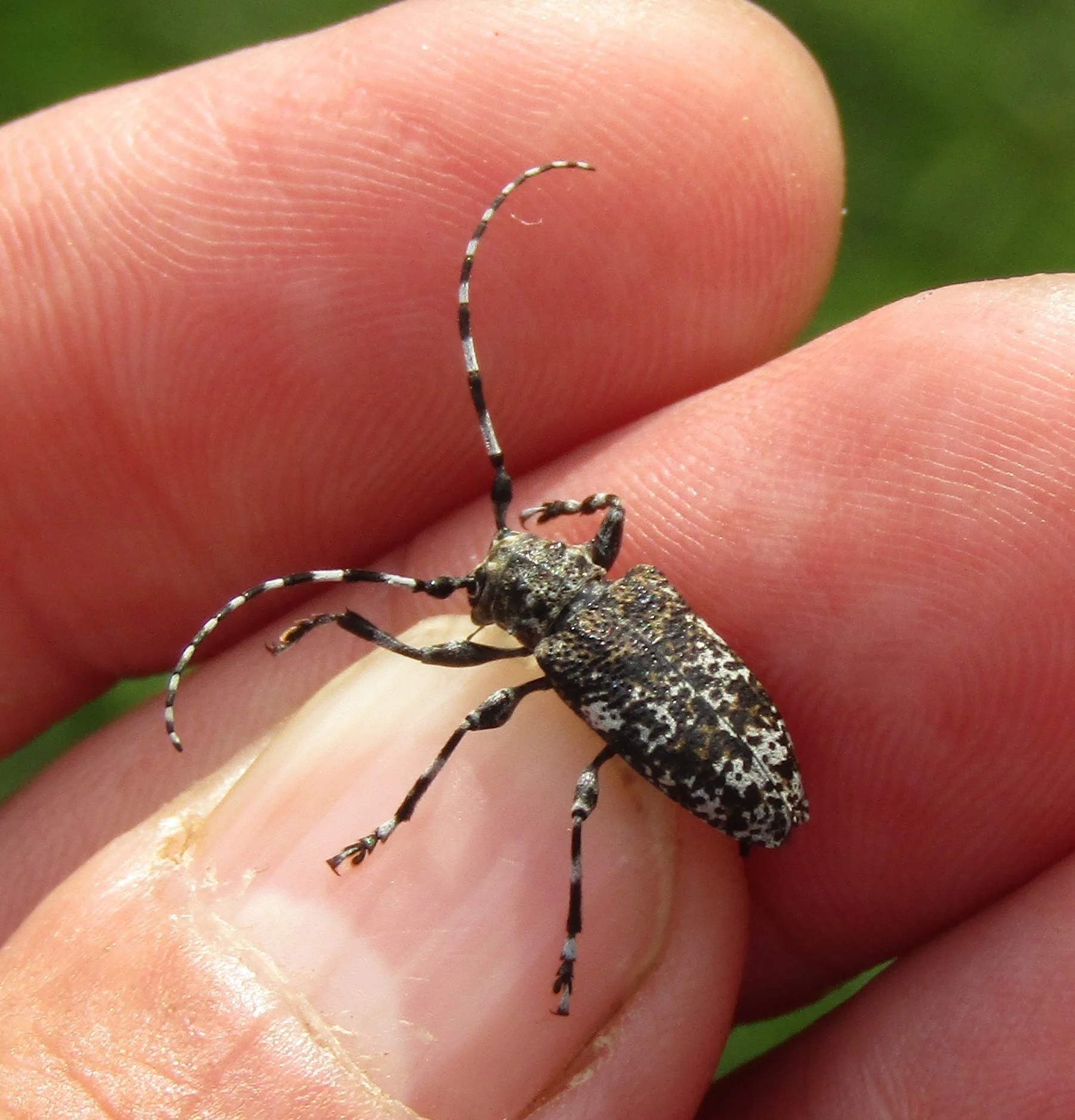 Aegomorphus wojtylai Aegomorphus wojtylai