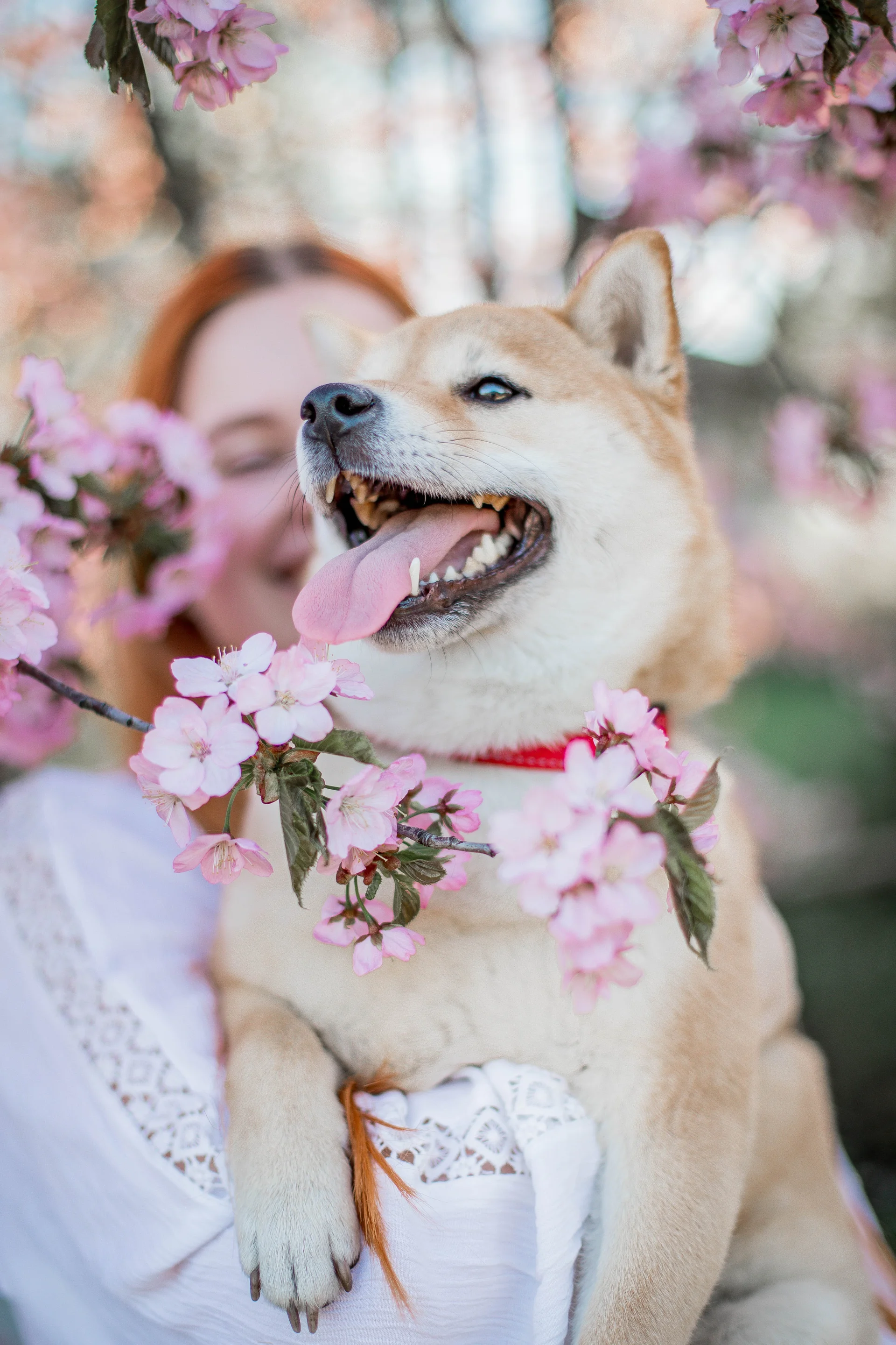 Shiba Inu Shiba Inu