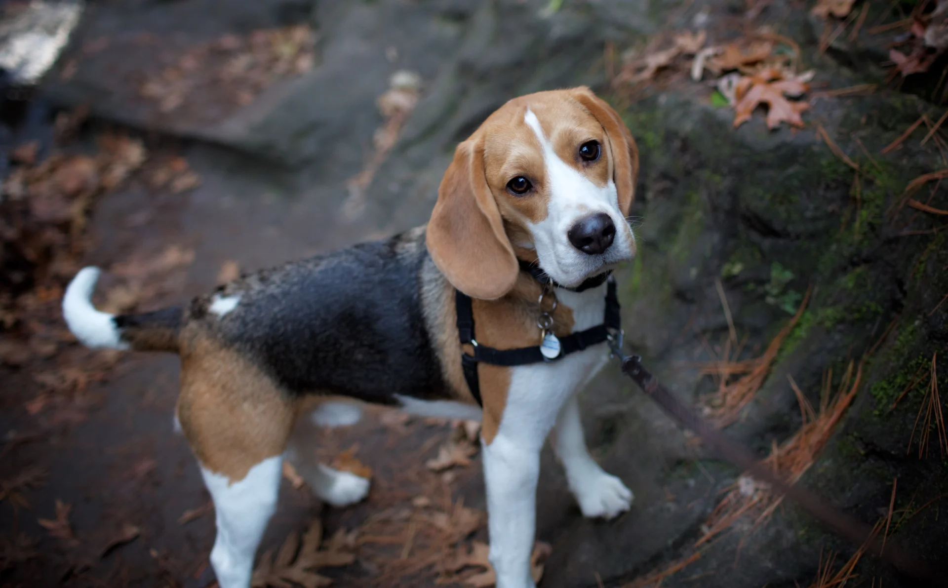 Beagle - typowy pies myśliwski