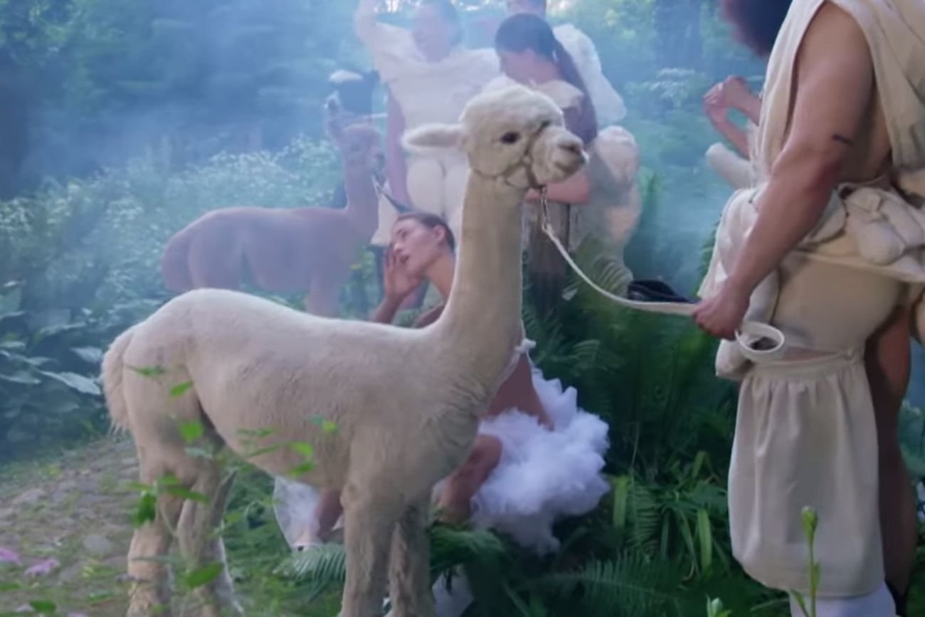 Top Model oskarżono o znęcanie się nad alpakami.