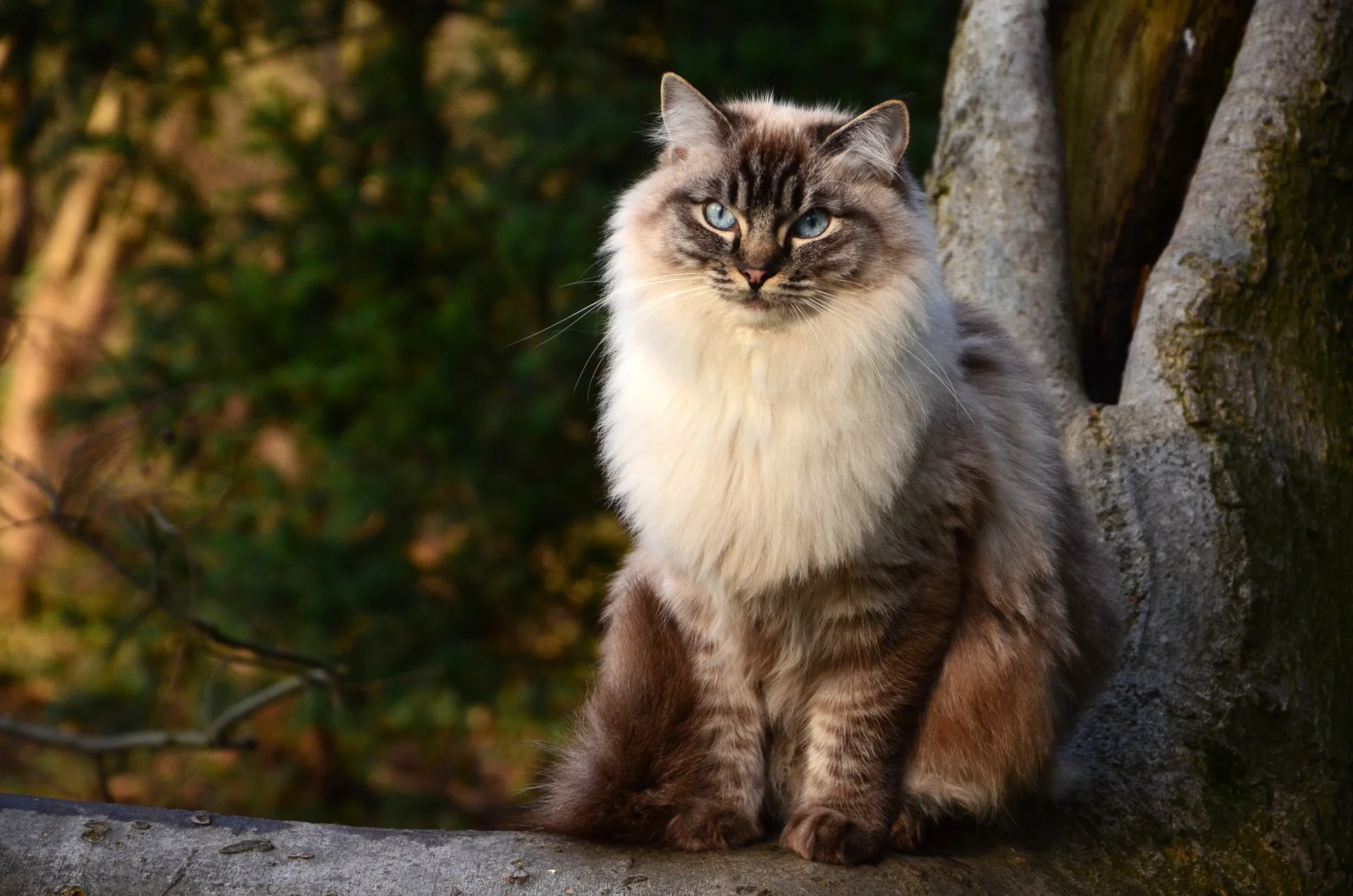 Ragdoll