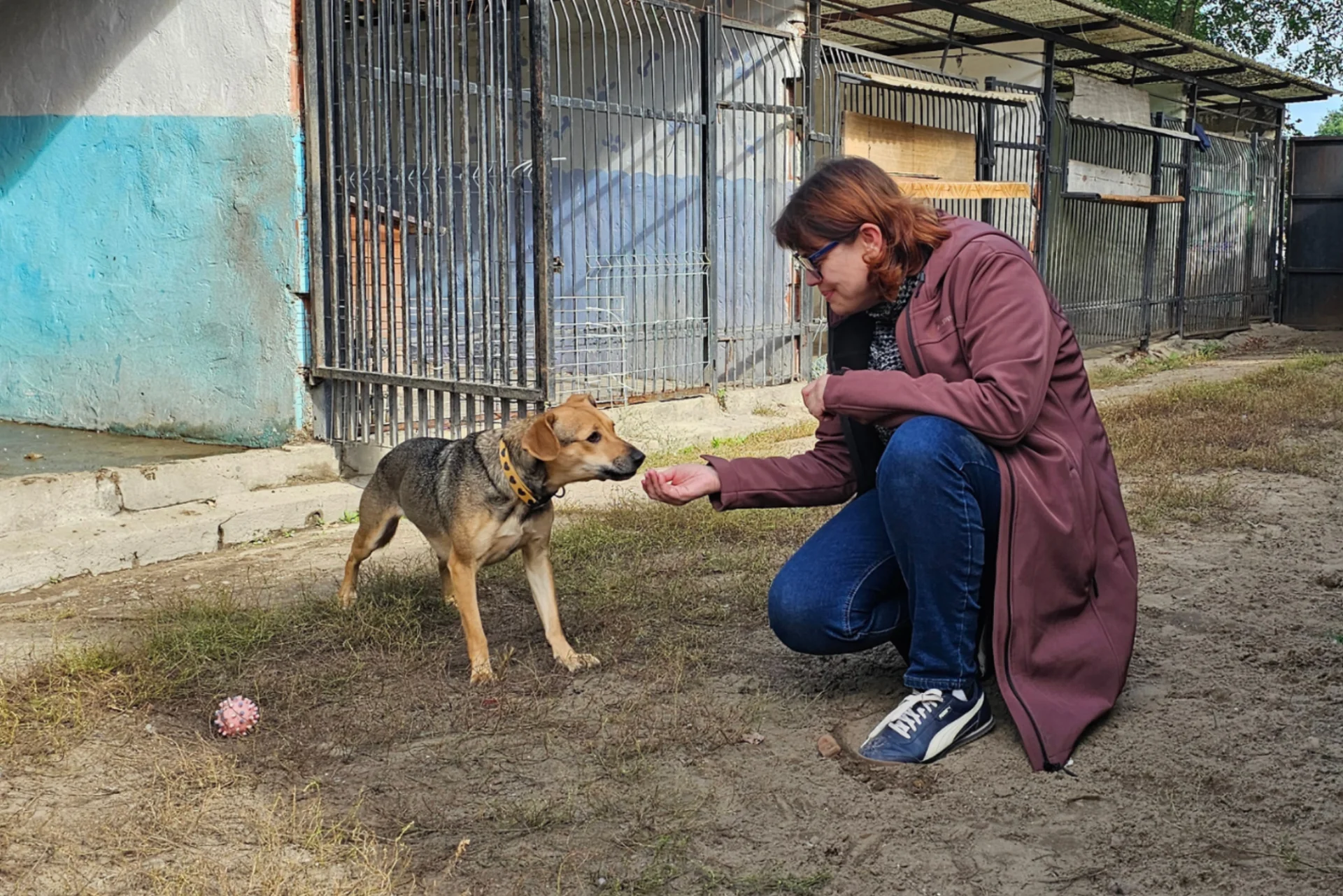 Wolontariuszka podaje kundelkowi rękę do powąchania
