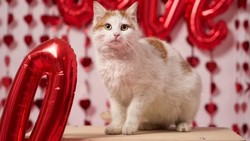 Schronisko w Wysocku Wielkim wystartowało z pomysłową akcją "Psinder i Kocinder". Zakochanych w czworonogach zachęca do adopcji swoich futrzastych podopiecznych.