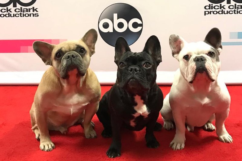 Ryan Fischer postrzelony na spacerze z psami Lady Gagi. Kosmiczna nagroda dla znalazcy