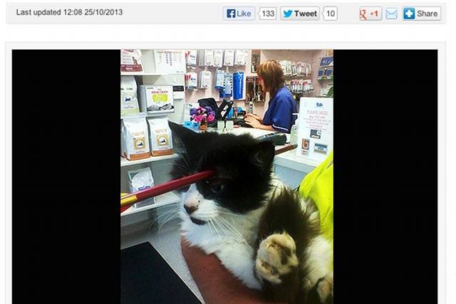 Strzała utknęła w głowie kota, ale weterynarzom udało się ją usunąć.