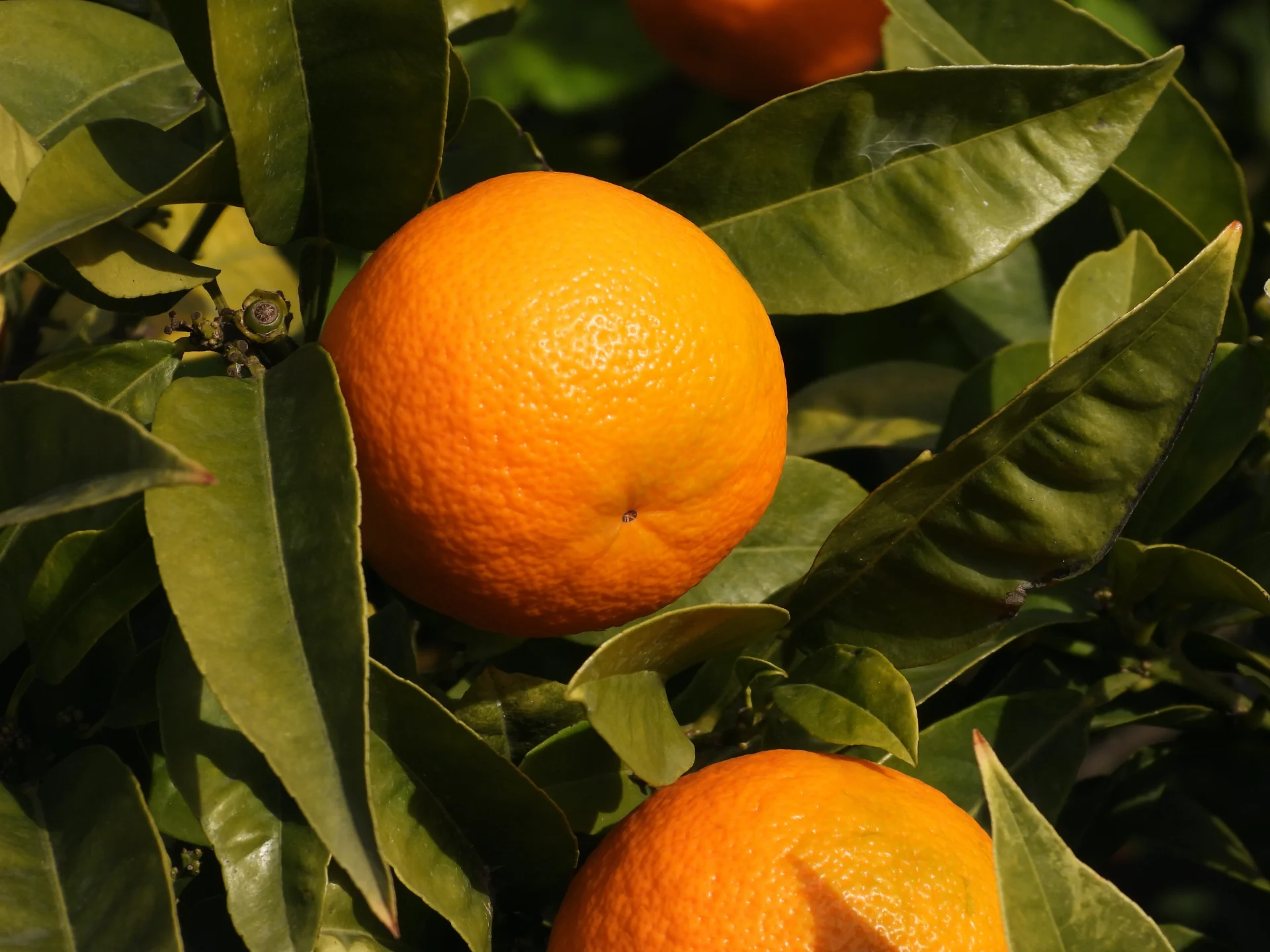 Pomarańcze