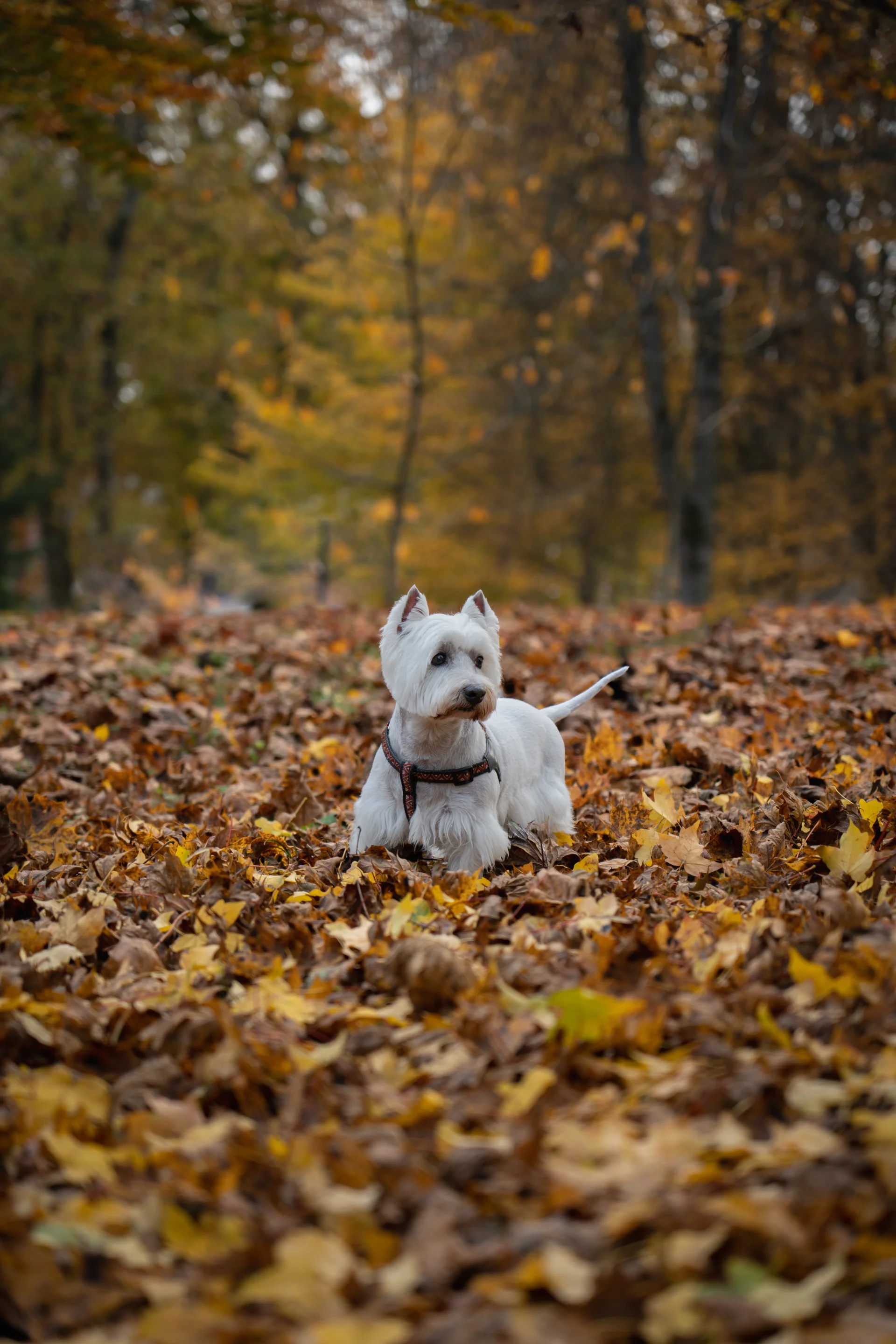 West Highland white terrier