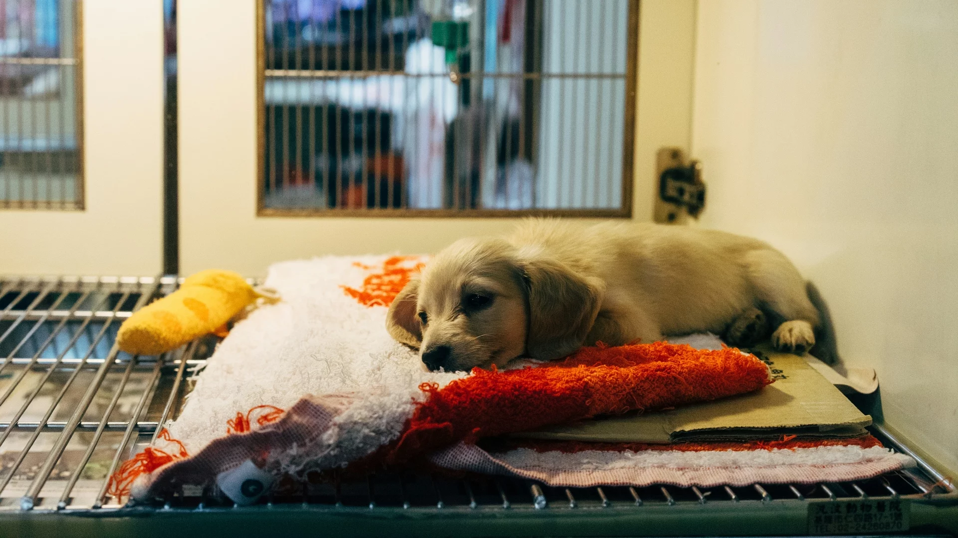 Gmina Sońsk na Mazowszu zamierza wprowadzić "Becikowe na 4 łapy", program dopłat dla osób, które zdecydują się przygarnąć psa ze schroniska w Pawłowie. Dotacja za jednego czworonoga ma wynieść 1500 zł.