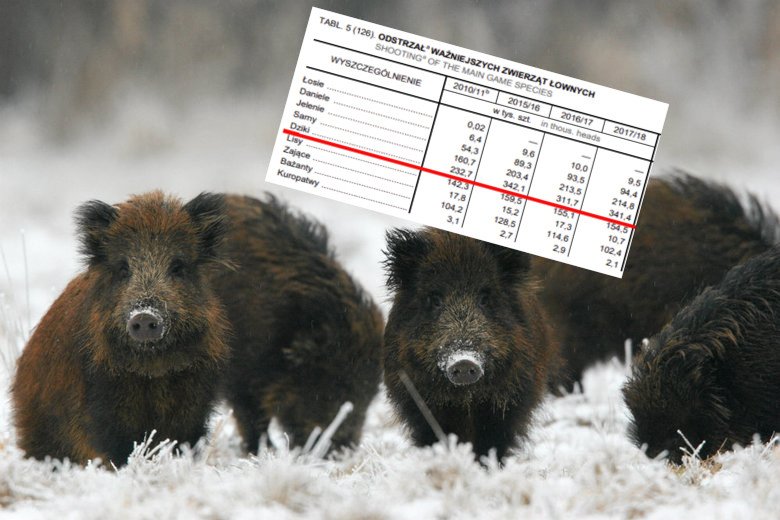 Przez ASF dzik jest i niestety będzie na straconej pozycji. Może się to zmieni, gdy ktoś wynajdzie szczepionkę przeciwko tej chorobie.