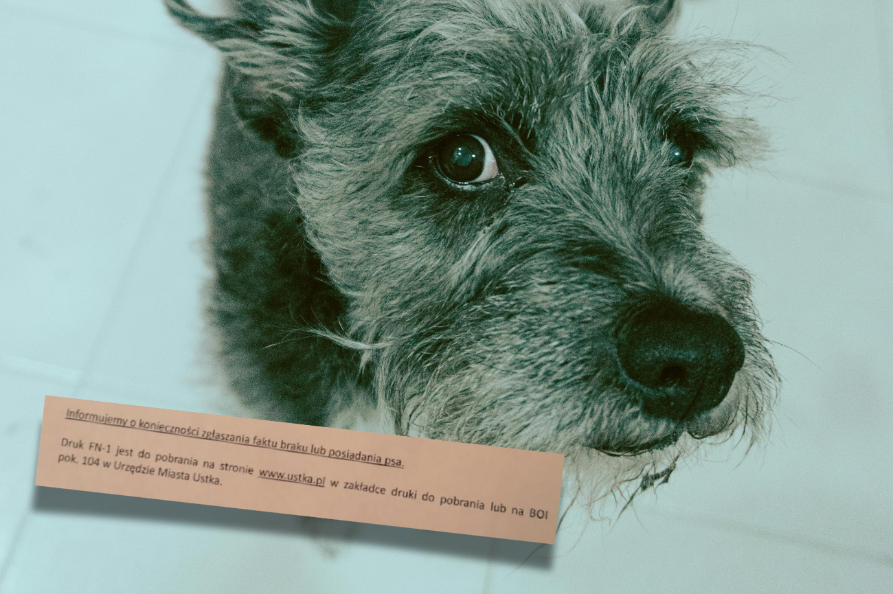 Absurdalne wymaganie urzędników – obowiązek zgłaszania braku psa Zdziwiony pies