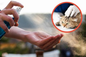 Permetryna to substancja śmiertelnie niebezpieczna dla kotów