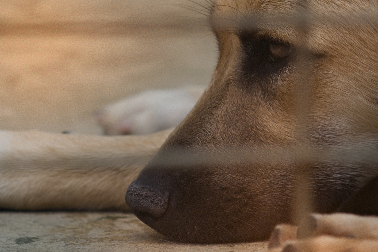 Historia Lunity Smutny pies w bliskim kadrze