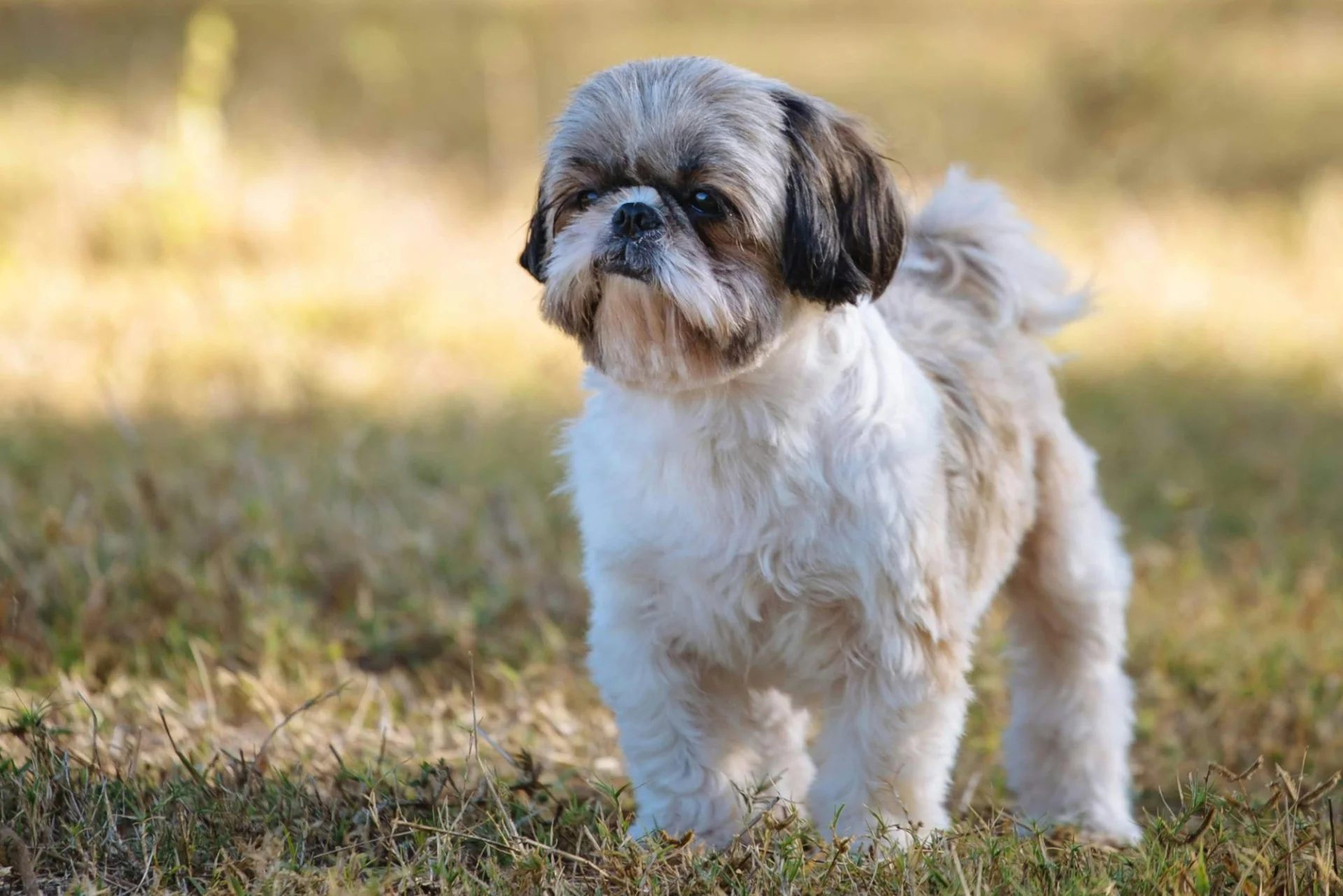Pies rasy Shih Tzu stoi na trawie 