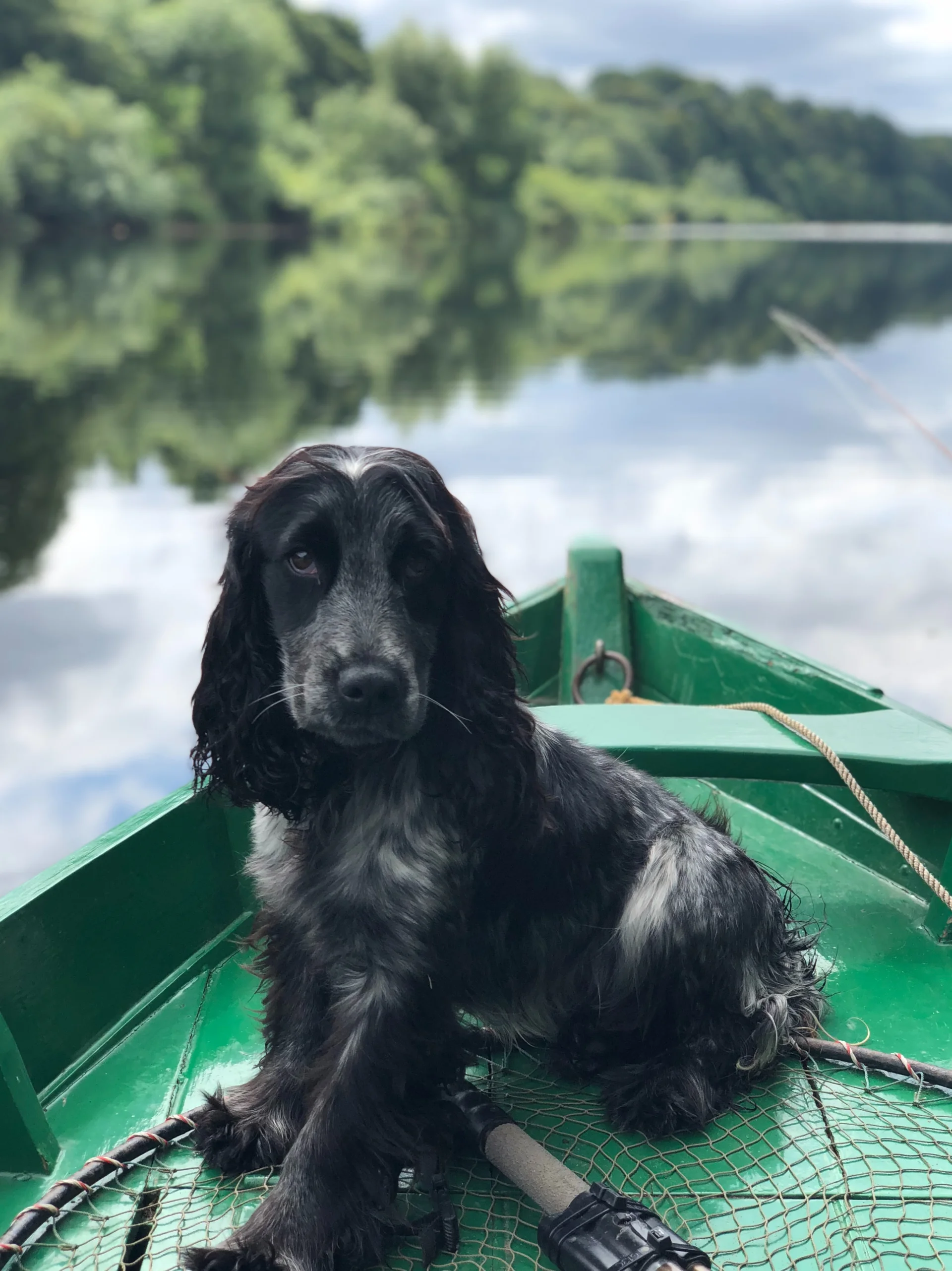 Cocker Spaniel