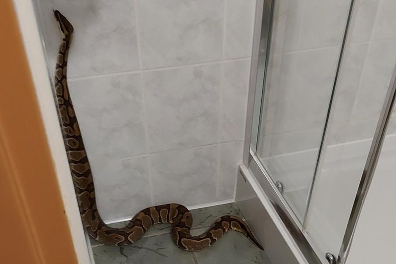 Poznańscy strażnicy eko patrolu odłowili pytona królewskiego, który ukrywał się w hotelowej toalecie.