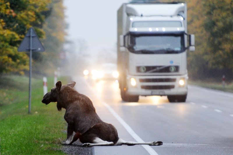 Tego łosia nie udało się uratować