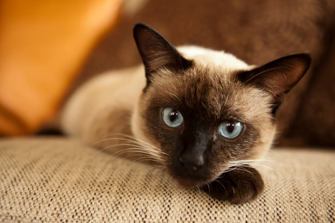 Najbardziej towarzyskie rasy kotów Kot syjamski