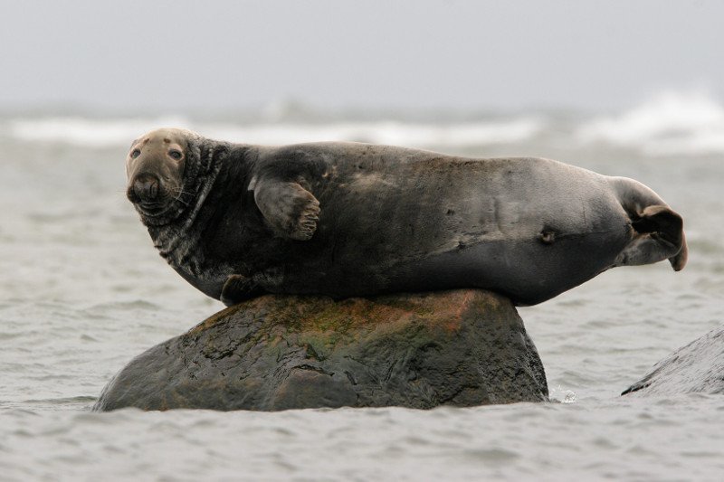 Foki w Polsce są pod całkowitą ochroną. Mimo tego w tym roku znaleziono już pięć zwierząt zamordowanych przez człowieka.