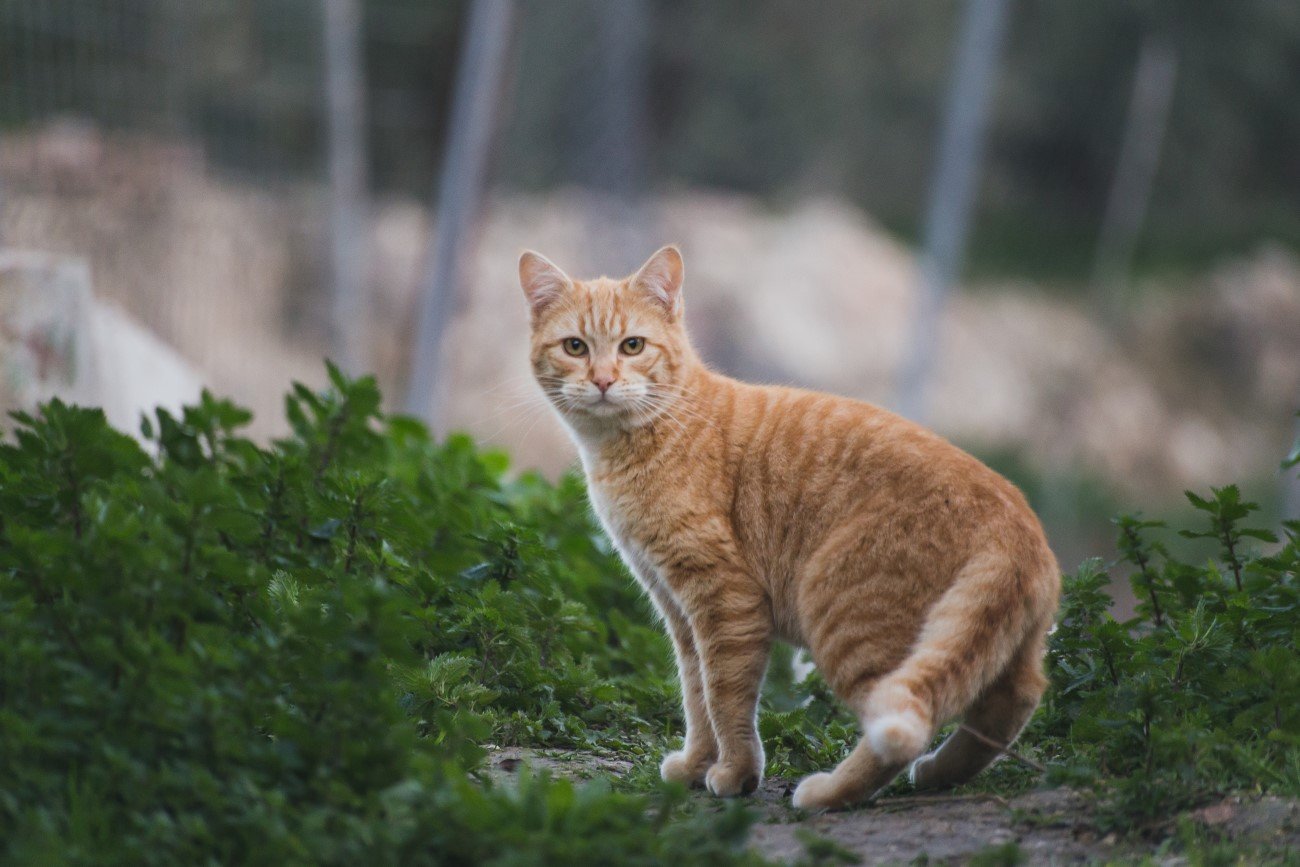 W Tatrach zamieszkał nietypowy gość (zdjęcie ilustracyjne)