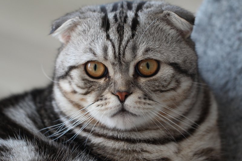 Koty mogą mieć w stosunku do właściciela złe zamiary?