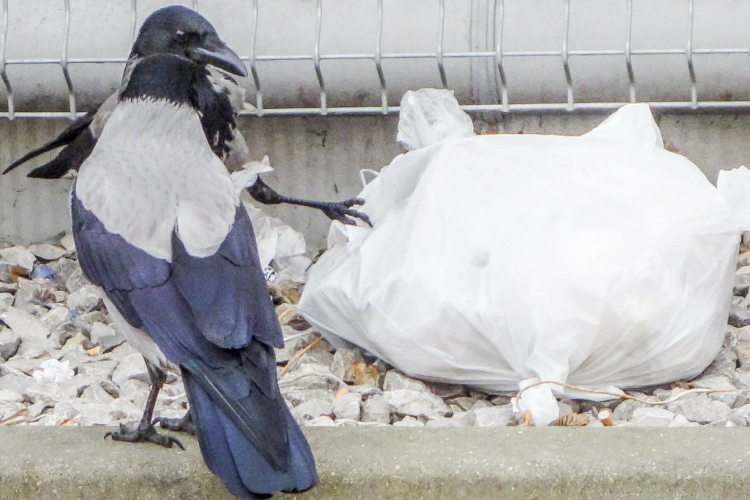 Jedno ze szwedzkich miasteczek testuje "pracę" wron.