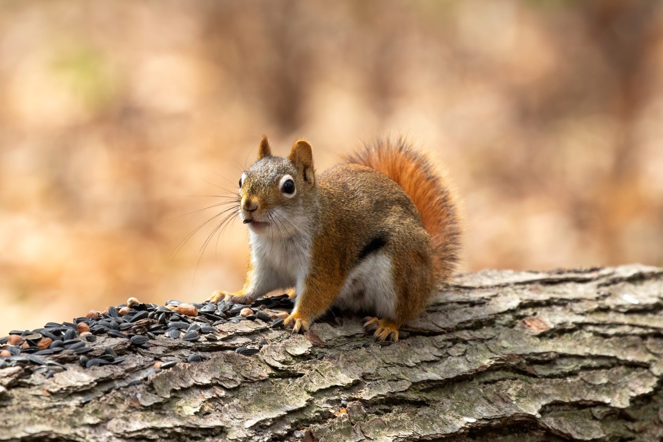 Sosnowiórka czerwona – jeden z najsłodszych kanibali w świecie zwierząt