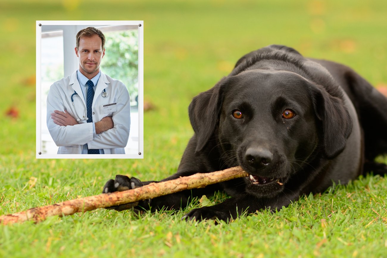 5 rzeczy, na które weterynarz nie pozwala swojemu psu (zdjęcie ilustracyjne)