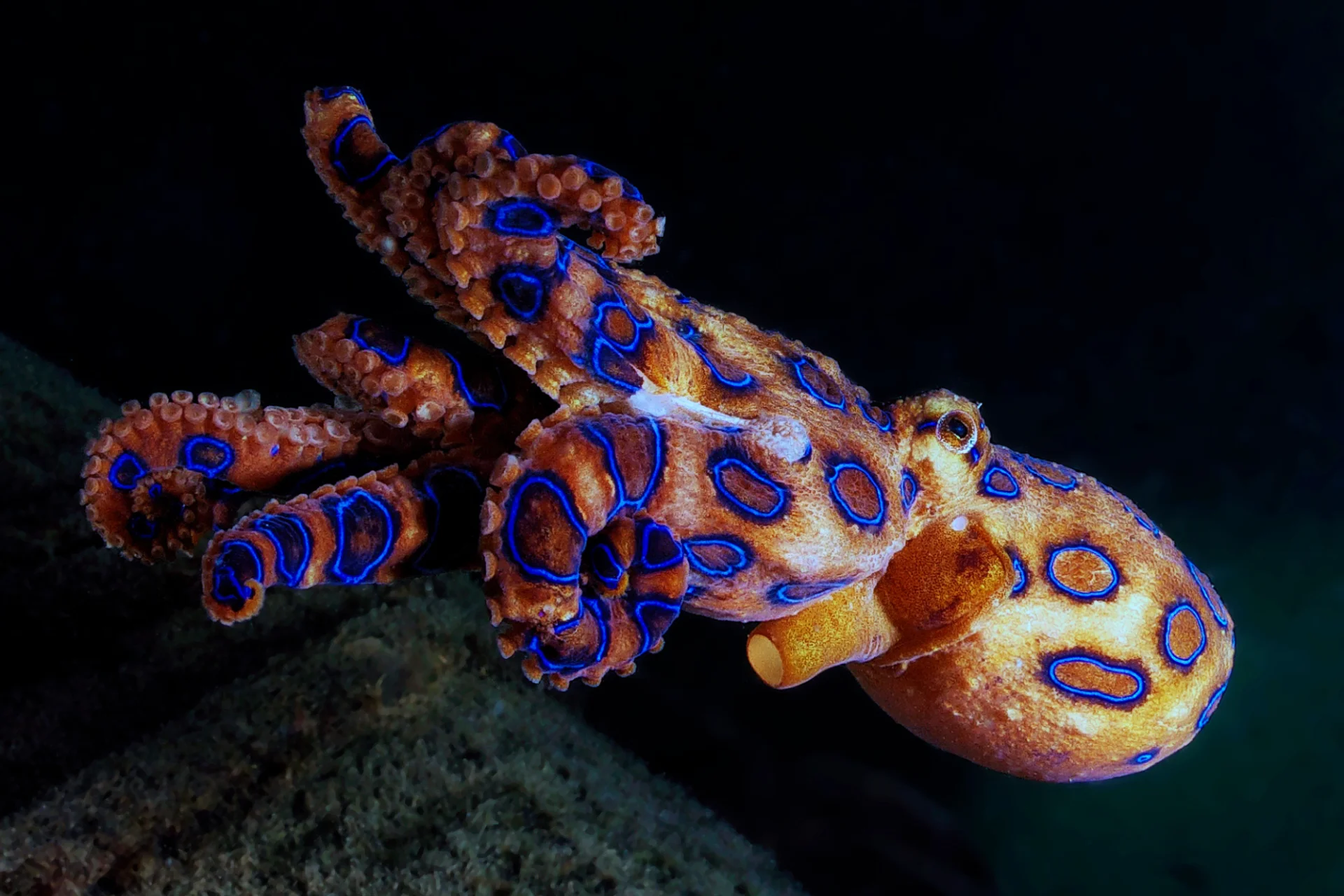 Ośmiornica Hapalochlaena fasciata 