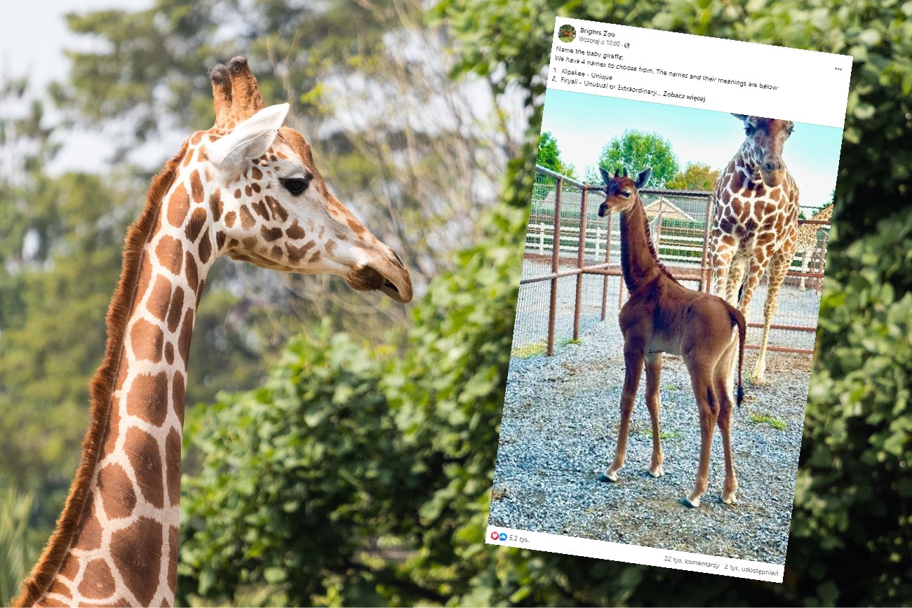 W amerykańskim ZOO urodziła się żyrafa bez cętek