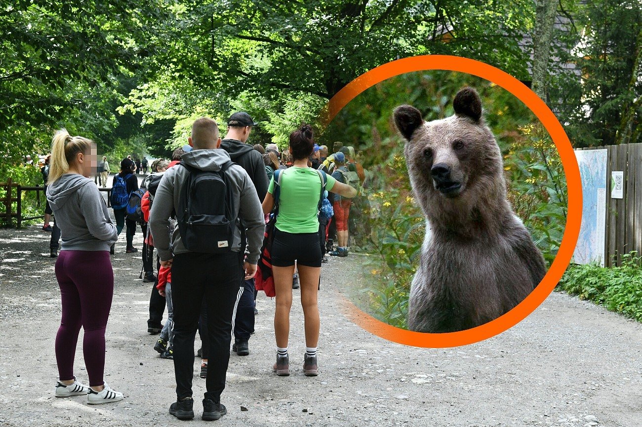 Niedźwiedź w Tatrach