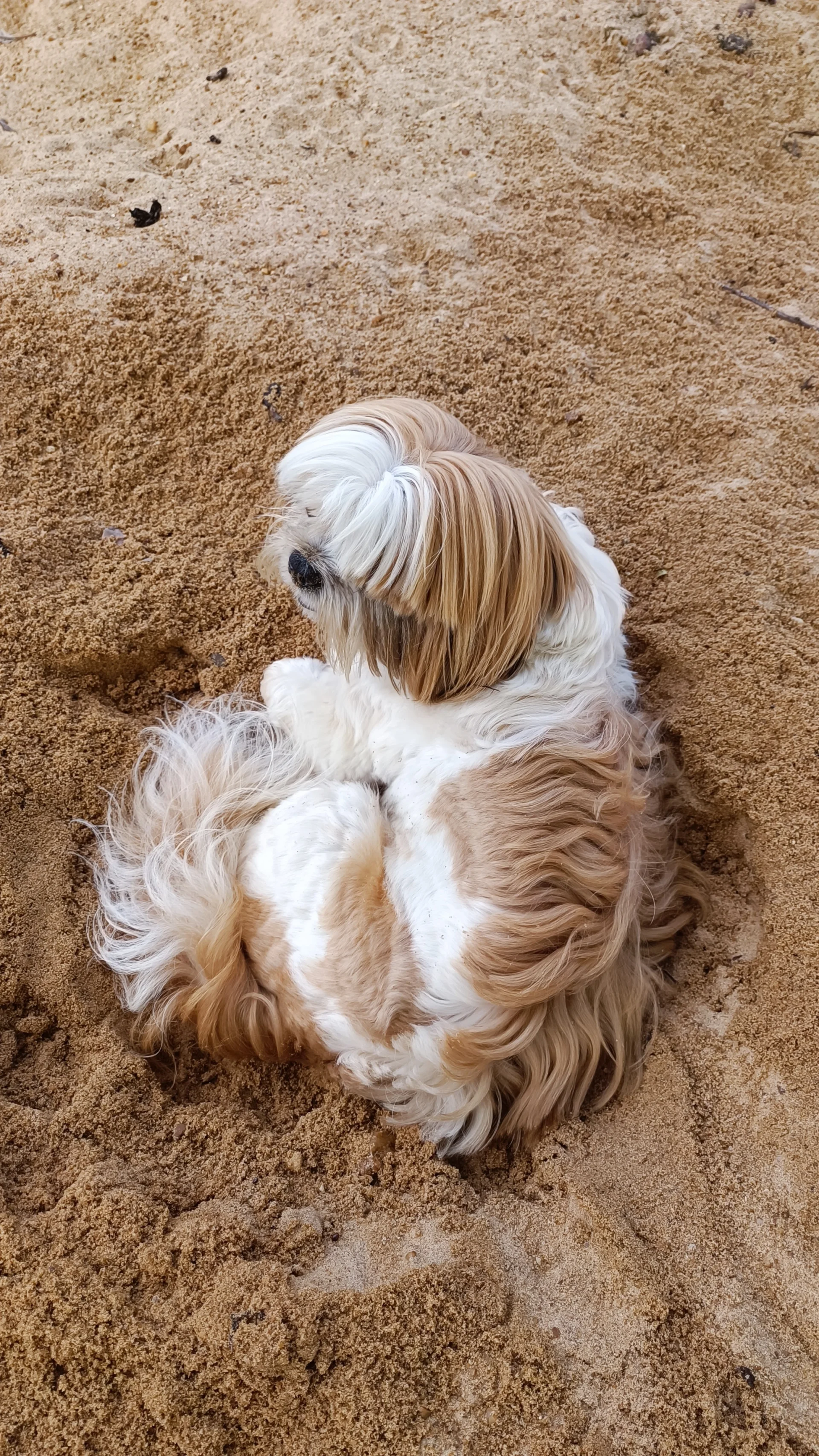 Shih Tzu