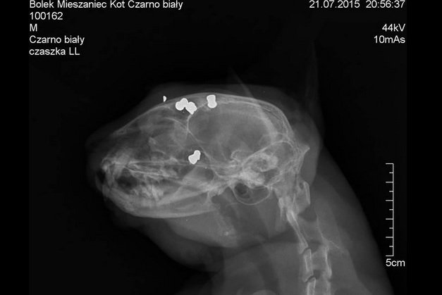 Skatowany kot znaleziony w woj. opolskim. Sprawcy poszukuje policja. Za pomoc w znalezieniu przewidziana nagroda.