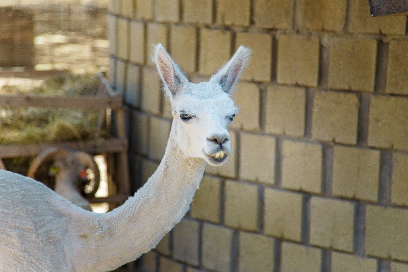 Lama