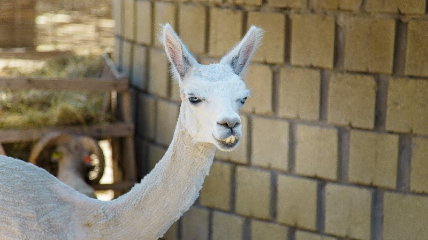 Lama