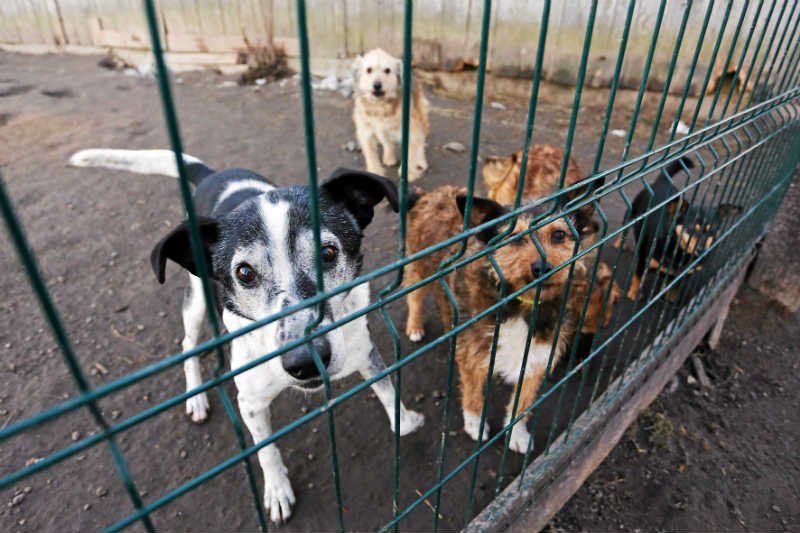 Radny PiS z Ciechanowa chciał, by przestać używać słowa "adopcja" w stosunku do psów.