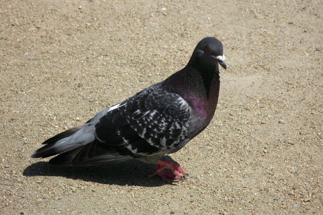 Zaginął gołąb Staszek