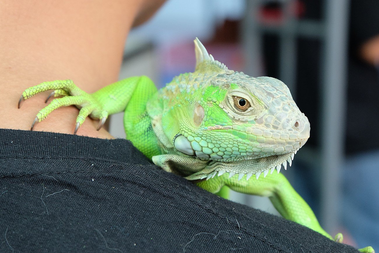 Legwan zielony – jedna z najpopularniejszych jaszczurek wśród terrarystów