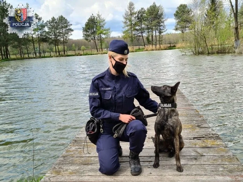 Owczarek holenderski w polskiej policji Owczarek holenderski w polskiej policji