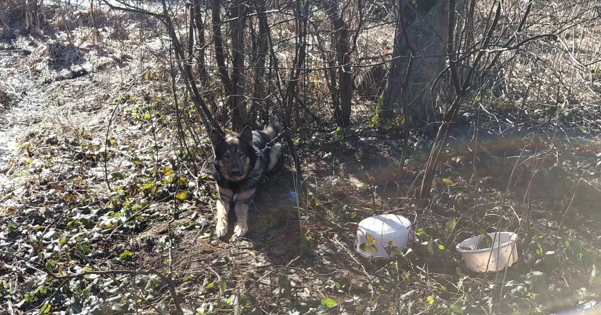 W województwie podkarpackim leśnicy patrolujący las natknęli się na psa przywiązanego do drzewa. Zwierzak został uwolniony i przewieziony do schroniska.