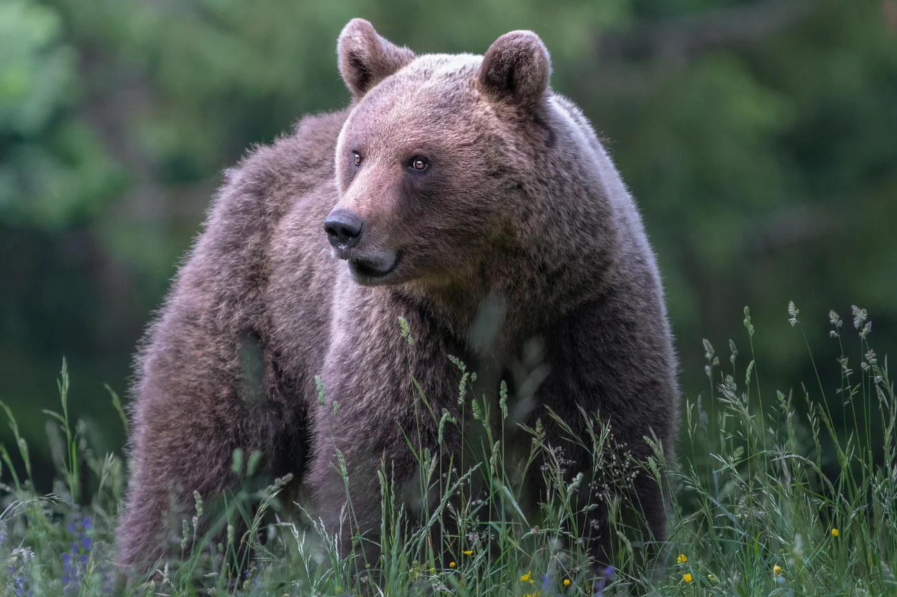 Niedźwiedź w środowisku naturalnym 