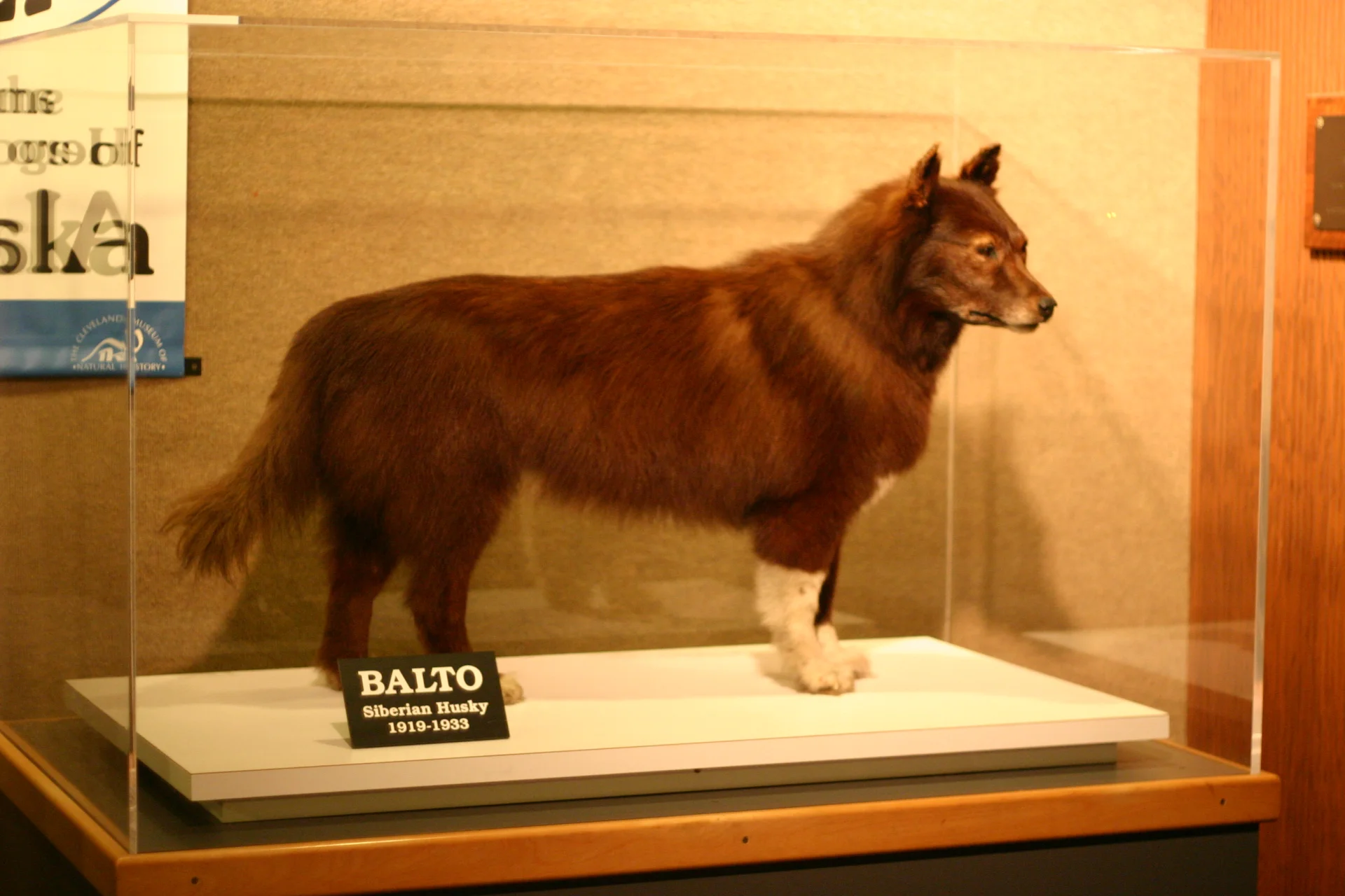Wypchany Balto w muzeum w Ohio Wypchany Balto w muzeum w Ohio