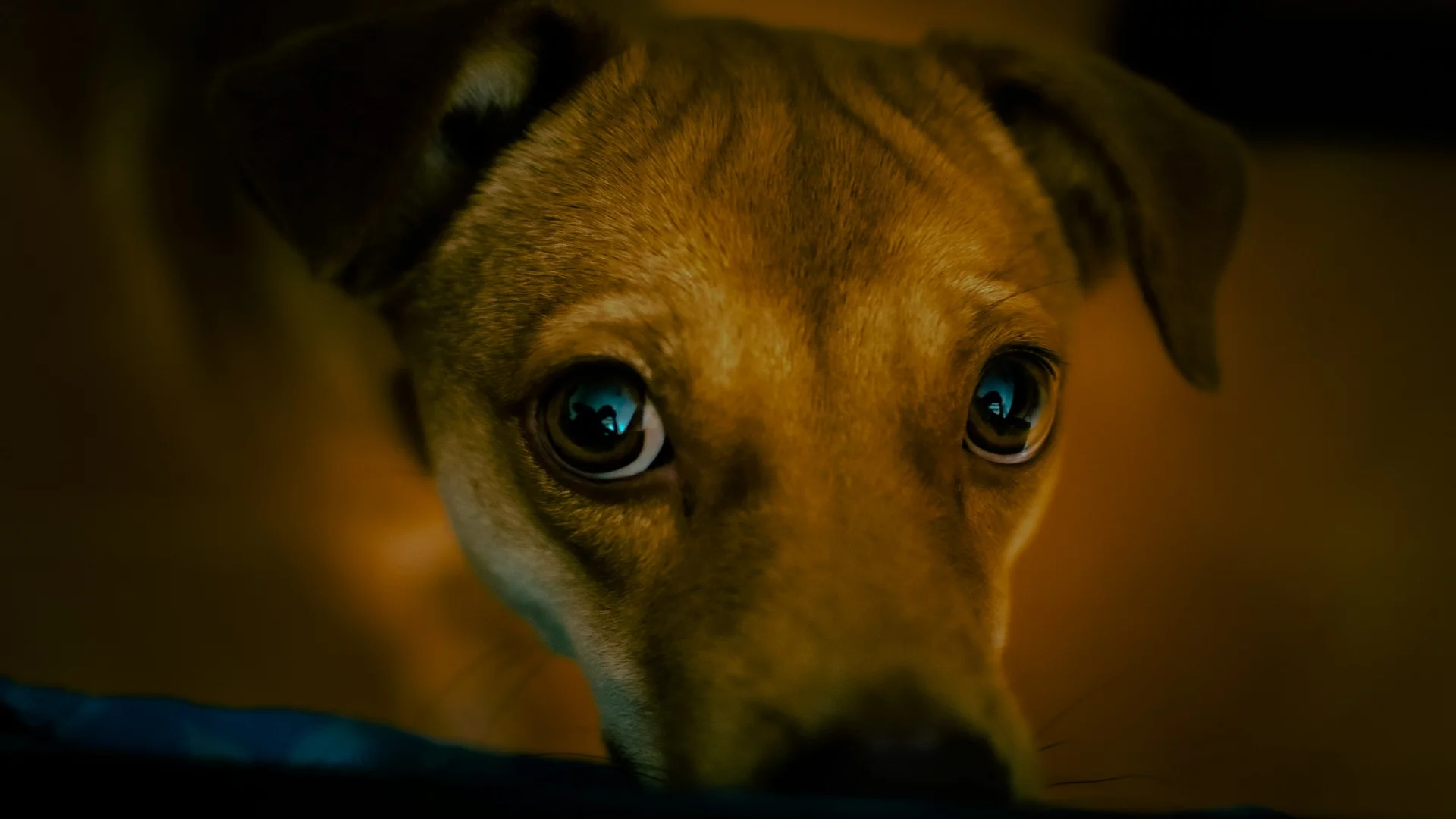 Przedstawiamy 3 zasady dla opiekunów zwierząt, których muszą oni obowiązkowo przestrzegać w czasie wielkanocnych spotkań, aby ich domowe pupile spędziły ten wyjątkowy czas dla całej rodziny w radosnym nastroju i przede wszystkim w dobrym zdrowiu!