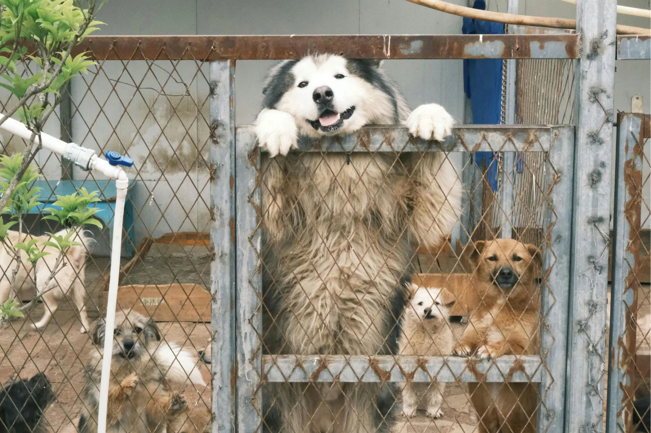 Psy w schronisku za ogrodzeniem