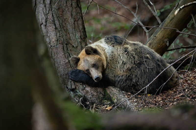 Niedźwiedź brunatny zapada w sen zimowy w Polsce