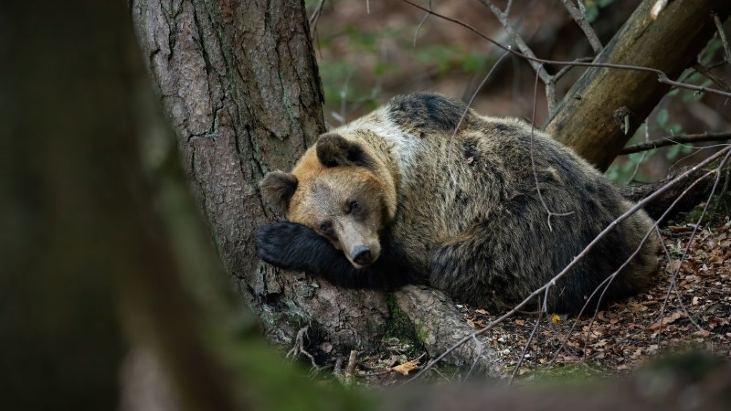 Niedźwiedź brunatny zapada w sen zimowy w Polsce